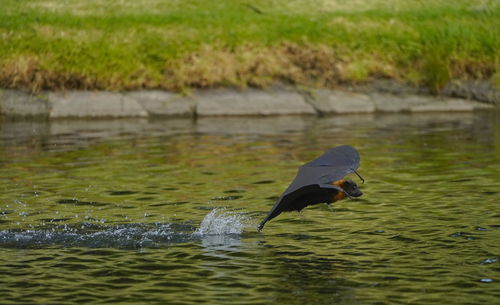 Duck swimming in a lake