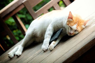 Close-up of cat sleeping