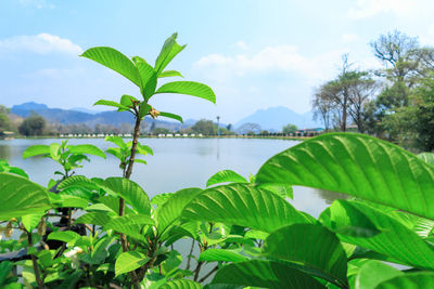 Green leaves on plant against sky