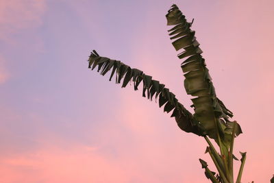 Low angle view of banana leafs against sky at sunset