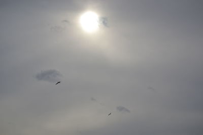 Low angle view of bird flying in sky