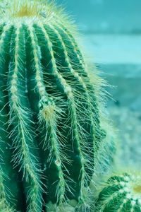 Close-up of plant in sea