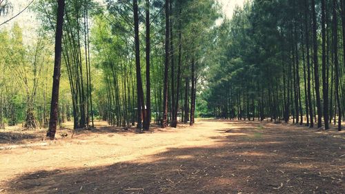 View of bamboo trees in forest