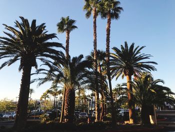 Low angle view of palm trees against clear blue sky