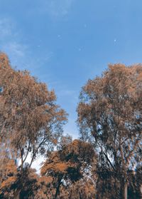 Low angle view of trees against sky during winter