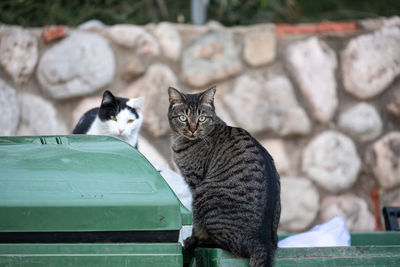 Stray cats sitting watchful on trash bin in city street