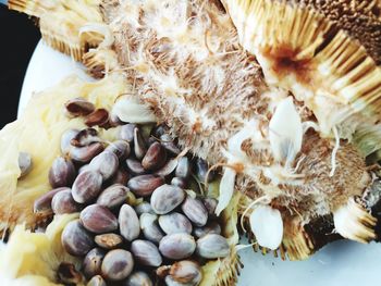 High angle view of shells in container