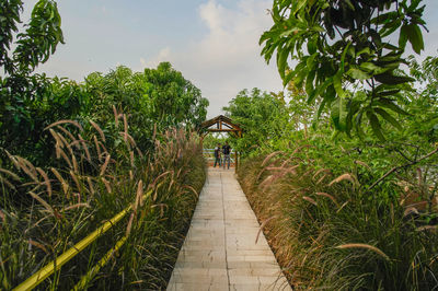 Footpath amidst trees against sky