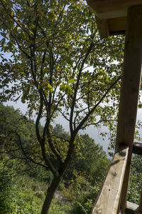 Low angle view of trees against sky