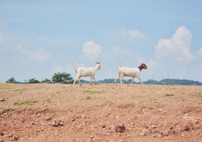 Horses on a field