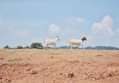 Horses on a field