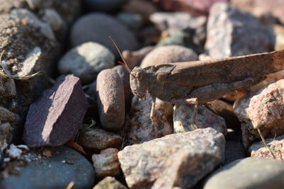 Close-up of stones on pebbles