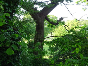 Low angle view of a tree