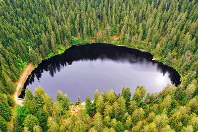 Aerial picture of a lake surrounded by trees in the black forest