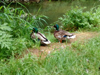 Ducks on a field