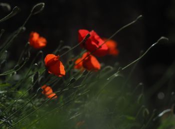 Close-up of red poppy flowers