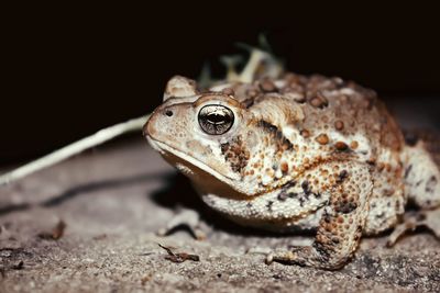 Close-up of lizard