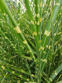 Close-up of fresh green plants