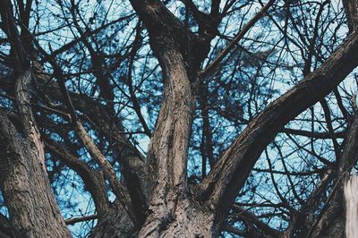 Low angle view of bare trees in forest