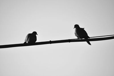 Low angle view of bird perching on cable against clear sky