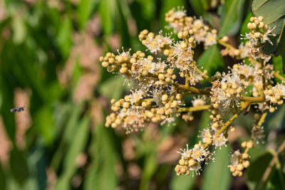 Close-up of flowering plant