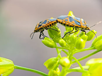 Close-up of insect on leaf