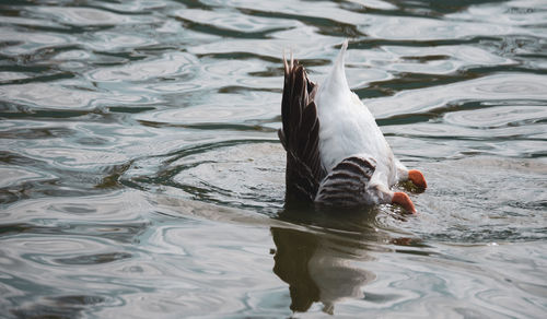 View of duck swimming in lake