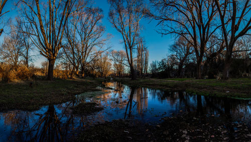 Reflection of trees in lake