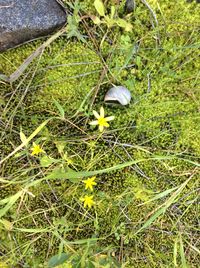 Close-up of yellow flowers blooming in field