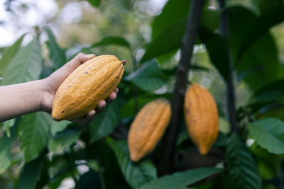 Selective focus bright yellow cocoa in the hand of mature cocoa plantation gardener in asian village