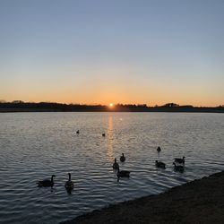 Ducks swimming in lake during sunset