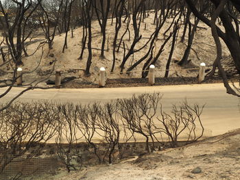 Bare trees by lake during winter