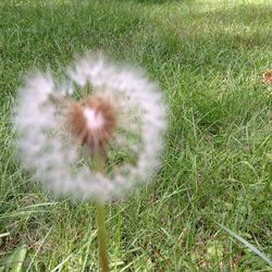 Close-up of dandelion growing on field