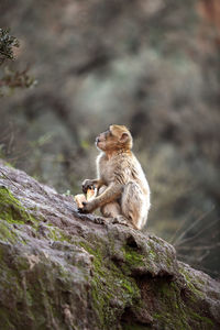 Monkey at the waterfalls in kascades douzude