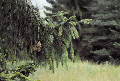 Close-up of pine tree