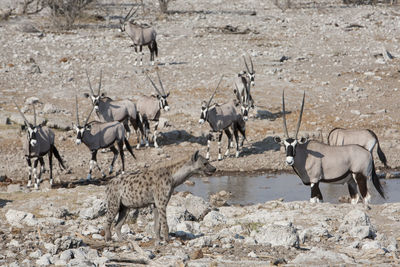 Oryxes and hyena at desert