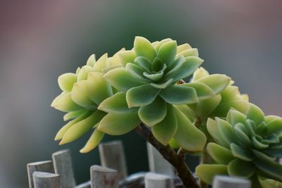 Close-up of succulent plant