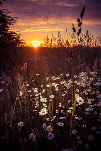 Sun rising over the summer meadow. grass growing in rural landscape during sunrise. 
