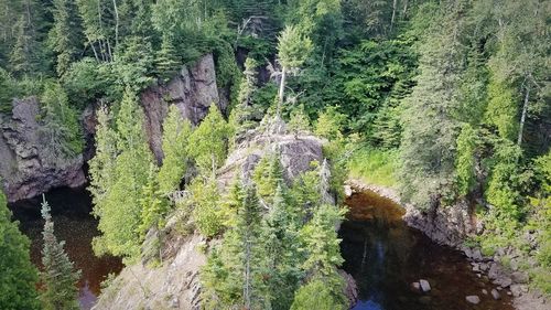 Scenic view of river flowing in forest