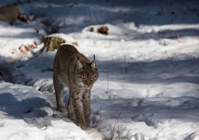 Cat standing on snow covered land