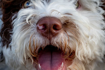 Close-up portrait of a dog