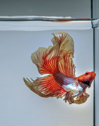 Siamese fighting fish, black backdrop, betta splendens, betta fish, half moon betta.