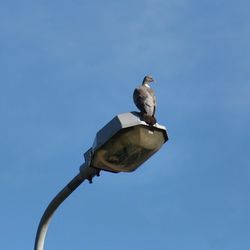 Low angle view of bird against blue sky