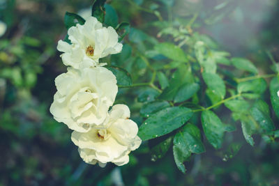 Close-up of white rose