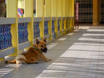 Portrait of dog sitting on tiled floor