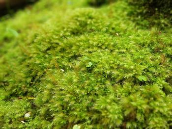 Full frame shot of moss growing on land