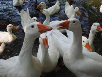 Close-up of goose