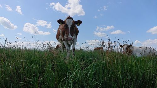 Cow in a field