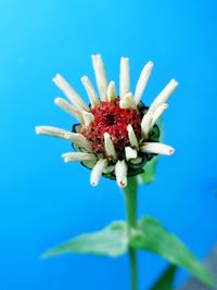 Close-up of blue flower