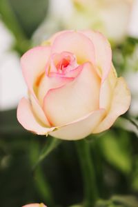 Close-up of pink rose